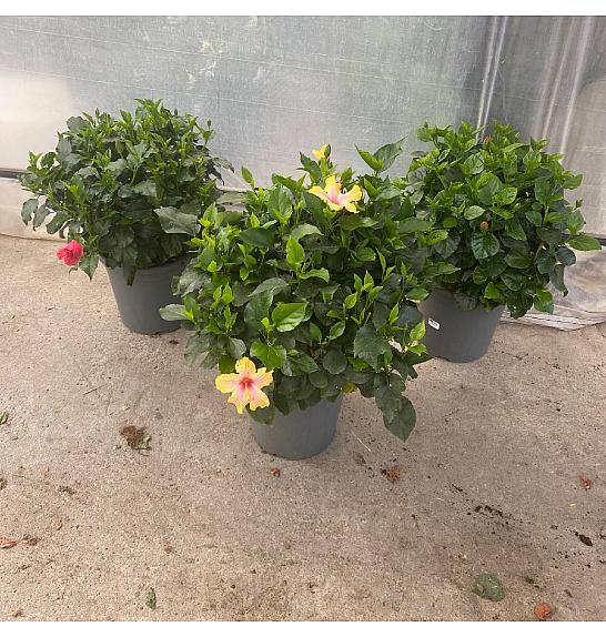 Hibiscus Longlife Yupla Ø33