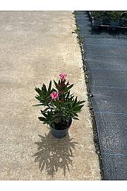 Nerium Oleander Ø14; grm