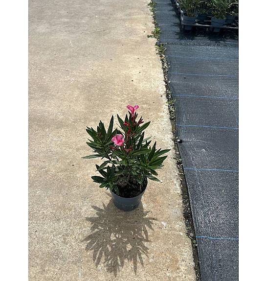 Nerium Oleander Ø14; grm