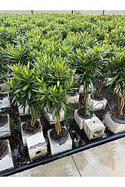 Nerium Oleander Ø23; na steblu