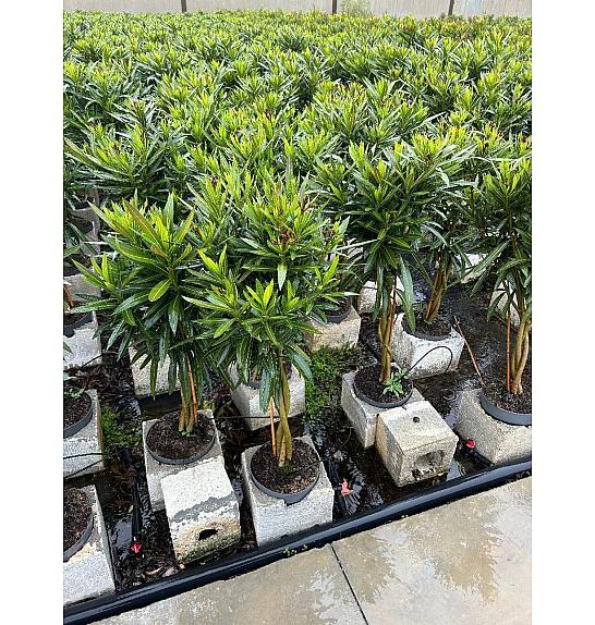 Nerium Oleander Ø23