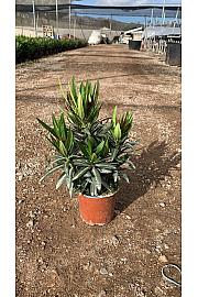 Nerium Oleander Evolution Ø12