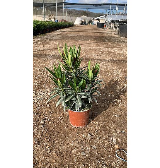 Nerium Oleander Evolution Ø12
