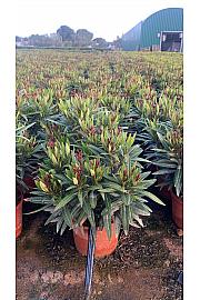 Nerium Oleander Evolution Ø17; grm