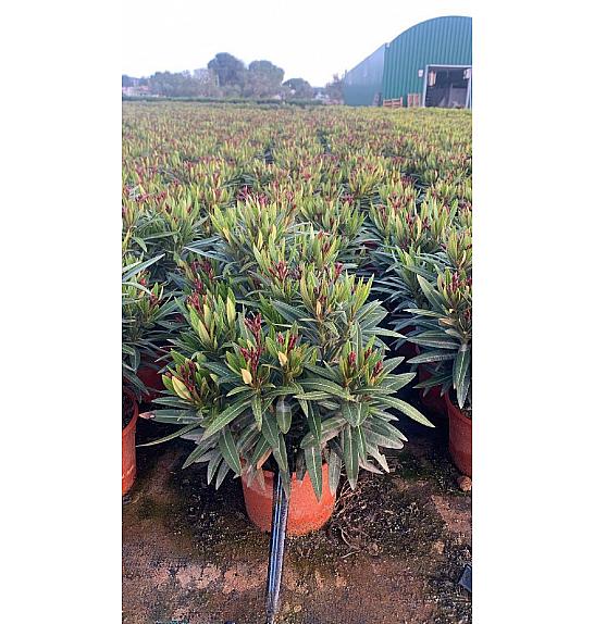 Nerium Oleander Evolution Ø17; grm