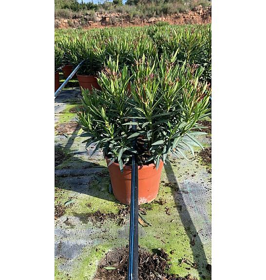 Nerium Oleander Evolution Ø20; grm