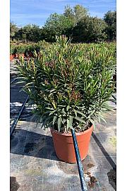 Nerium Oleander Evolution Ø28; grm