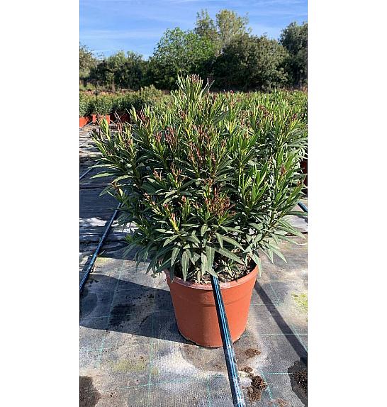 Nerium Oleander Evolution Ø28; grm