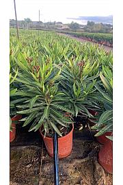 Nerium Oleander Ø17; grm