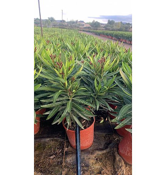 Nerium Oleander Ø17