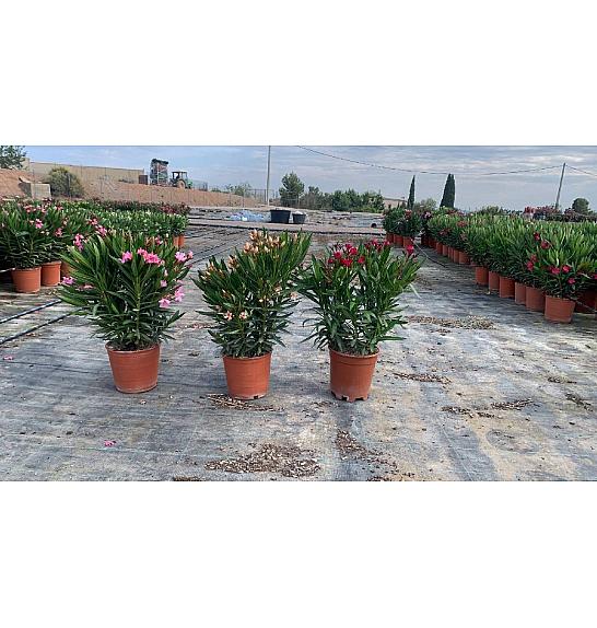 Nerium Oleander Ø20; grm