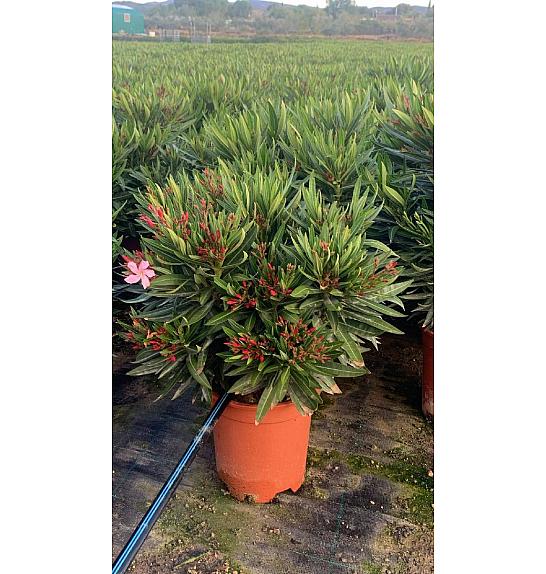 Nerium Oleander Ø22; grm