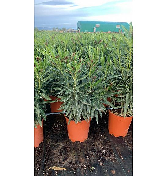 Nerium Oleander Ø25; grm