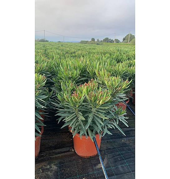Nerium Oleander Ø30