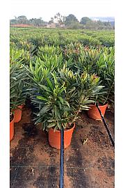 Nerium Oleander Tricolor Ø19; grm