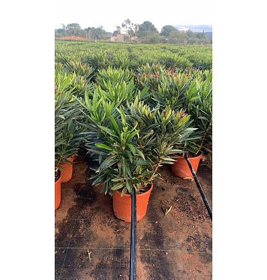 Nerium Oleander Tricolor Ø19; grm