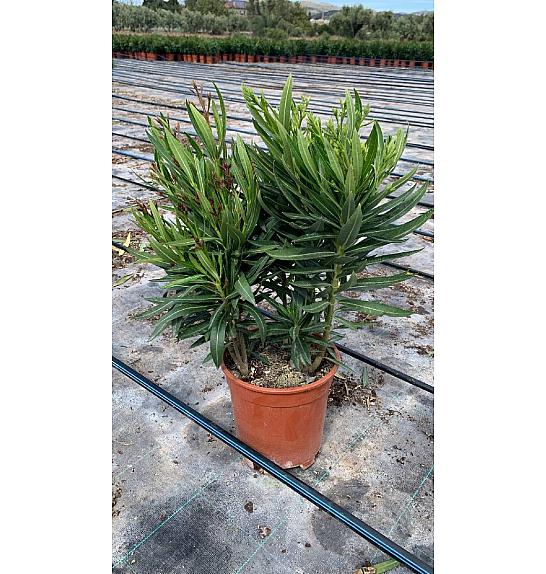 Nerium Oleander Tricolor Ø20; grm