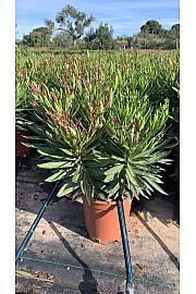 Nerium Oleander Tricolor Ø22; grm