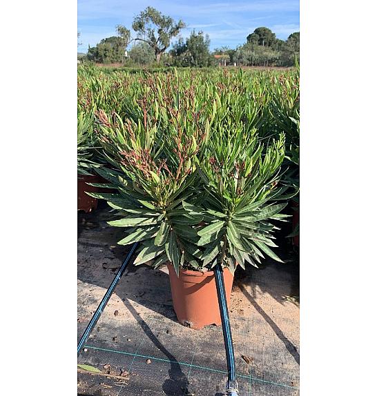 Nerium Oleander Tricolor Ø22