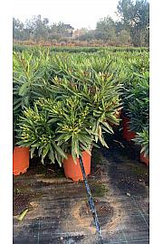 Nerium Oleander Tricolor Ø25; grm