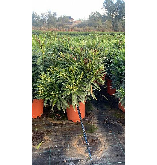 Nerium Oleander Tricolor Ø25; grm