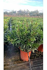 Nerium Oleander Tricolor Ø30; grm