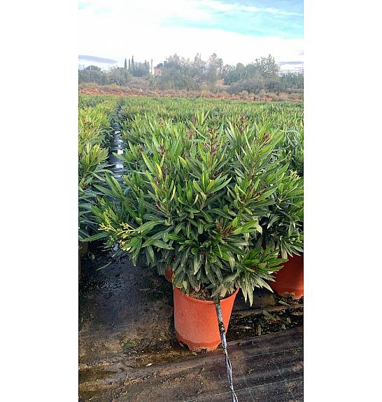 Nerium Oleander Tricolor Ø30