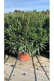 Nerium Oleander Tricolor Ø40; grm
