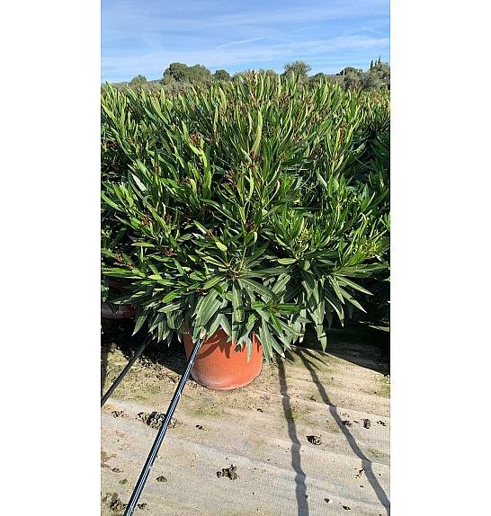 Nerium Oleander Tricolor Ø40; grm
