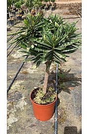 Nerium Oleander Ø17; na steblu