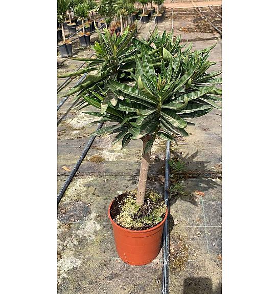 Nerium Oleander Ø17; na steblu