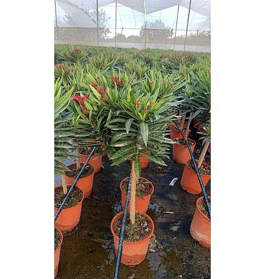 Nerium Oleander Ø20; na steblu