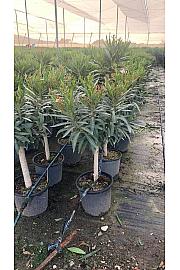 Nerium Oleander Ø25; na steblu