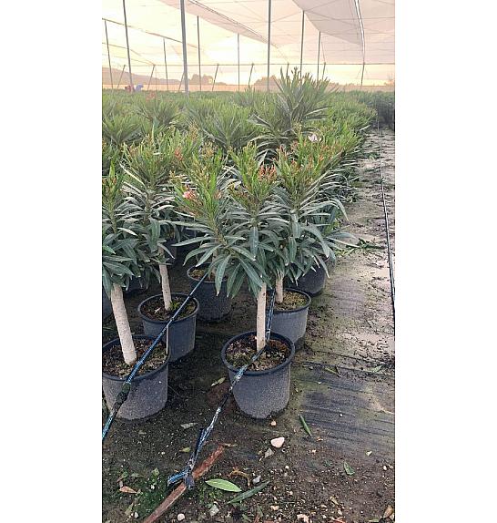 Nerium Oleander Ø25