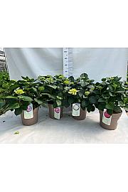 Hortensia Ø27