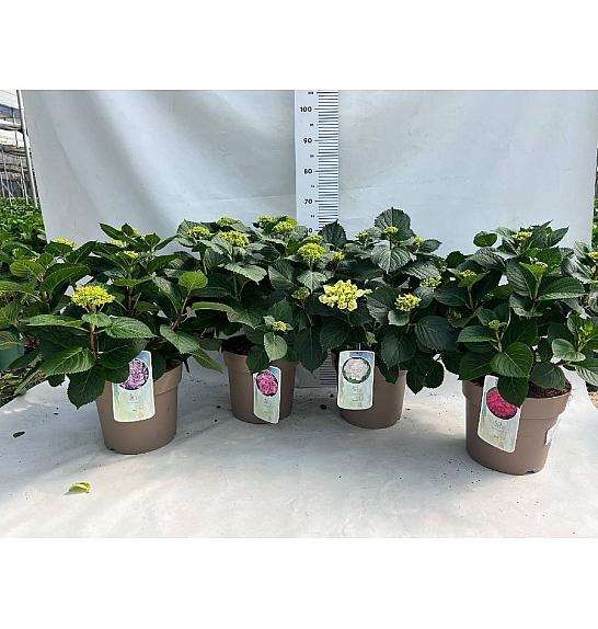Hortensia Ø27