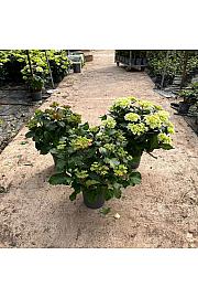 Hortensia Longlife Fushion Ø23; grm