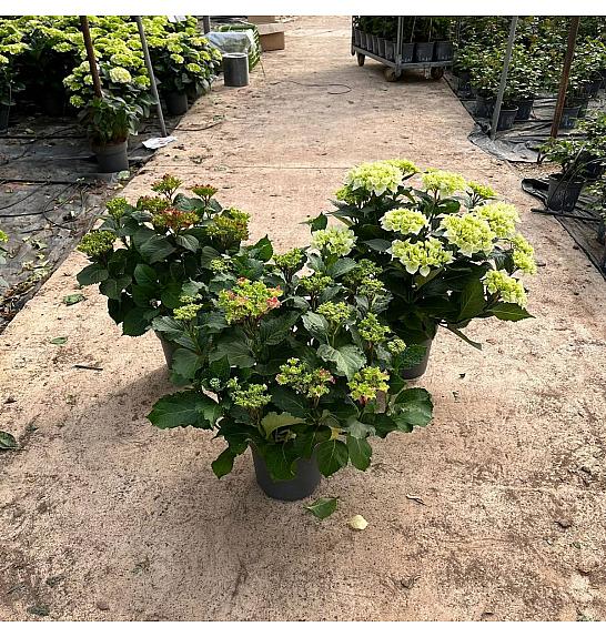 Hortensia Longlife Fushion Ø23; grm