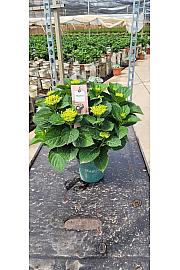 Hortensia Magical Ø14; grm