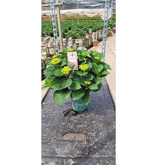 Hortensia Magical Ø14; grm