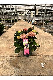 Hortensia Magical Ø23; grm