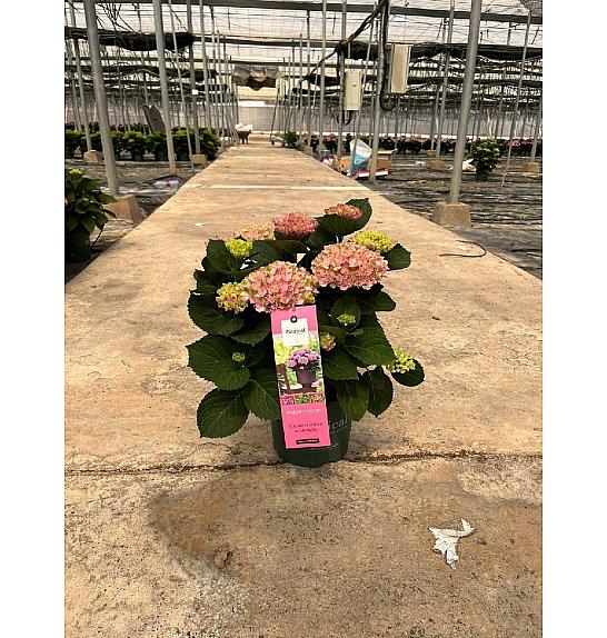 Hortensia Magical Ø23