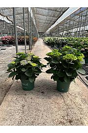 Hortensia Magical Ø30; grm