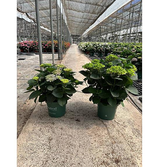 Hortensia Magical Ø30; grm