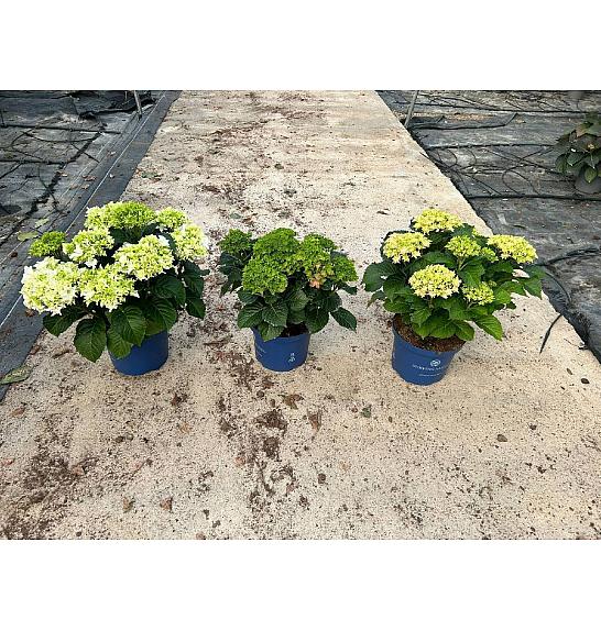 Hortensia Surfing Safari Ø23; grm