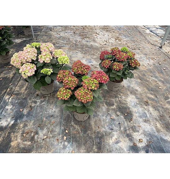 Hortensia Rembrandt© Ø23