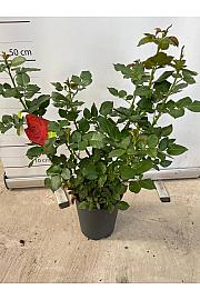 Rose Traditional Ø18; grm