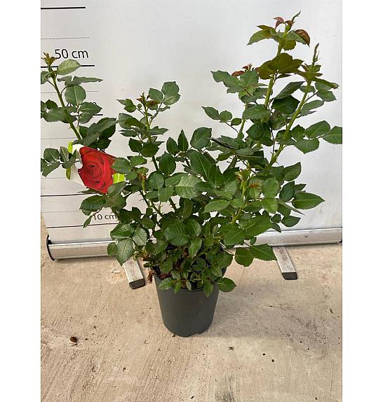 Rose Traditional Ø18; grm