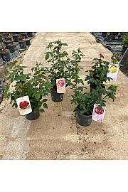 Rose Traditional Perfumed Collection Ø20