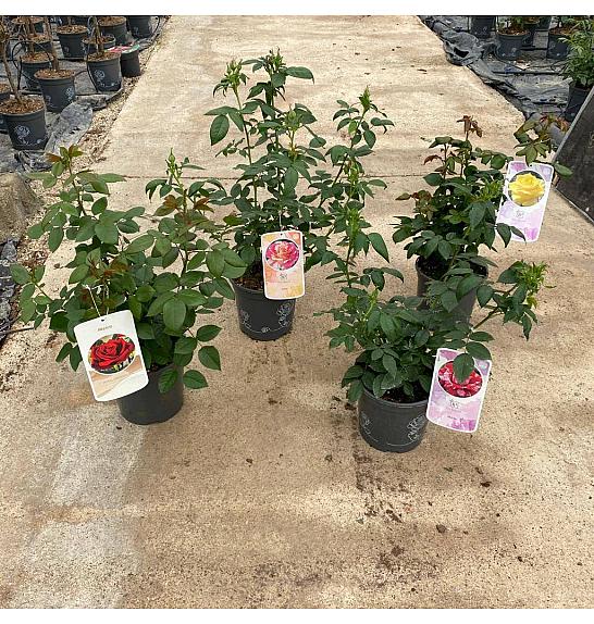 Rose Traditional Perfumed Collection Ø20